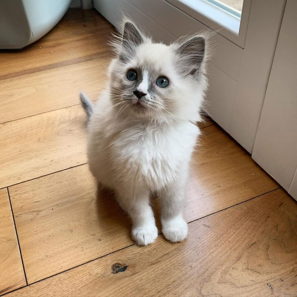 Ragdoll Kitten for Sale Now