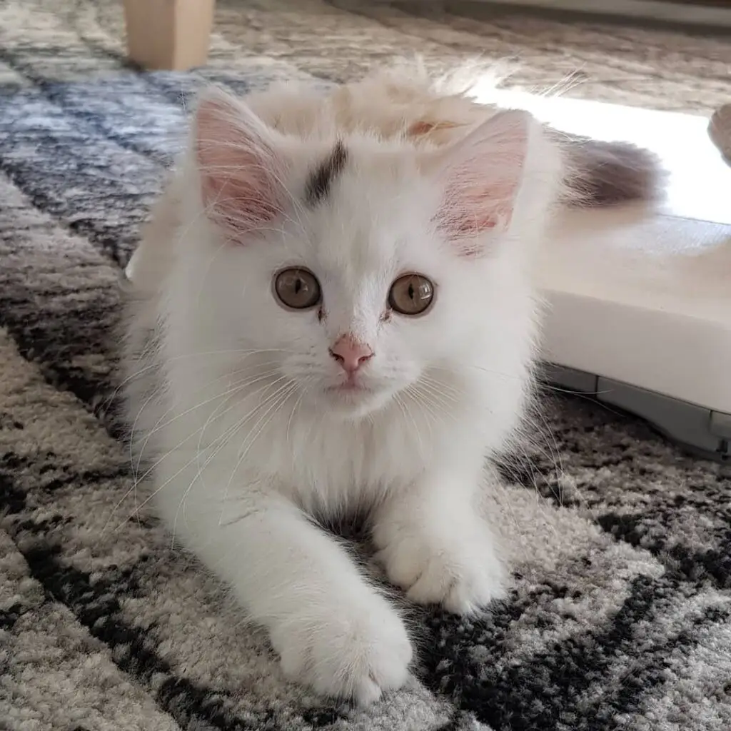 Maine Coon Kitten For Sale