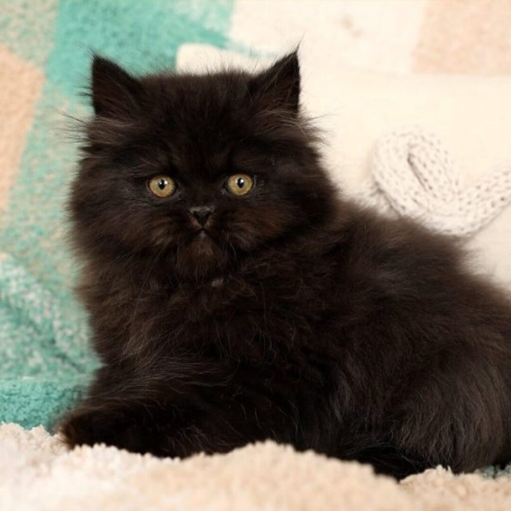 Persian Kitten for Sale Now