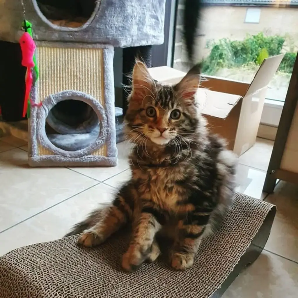 Maine Coon Kitten For Sale