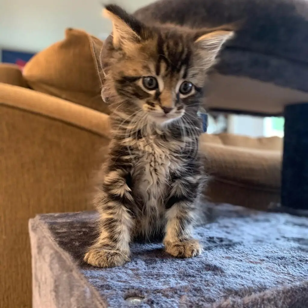 Maine Coon Kitten for Sale