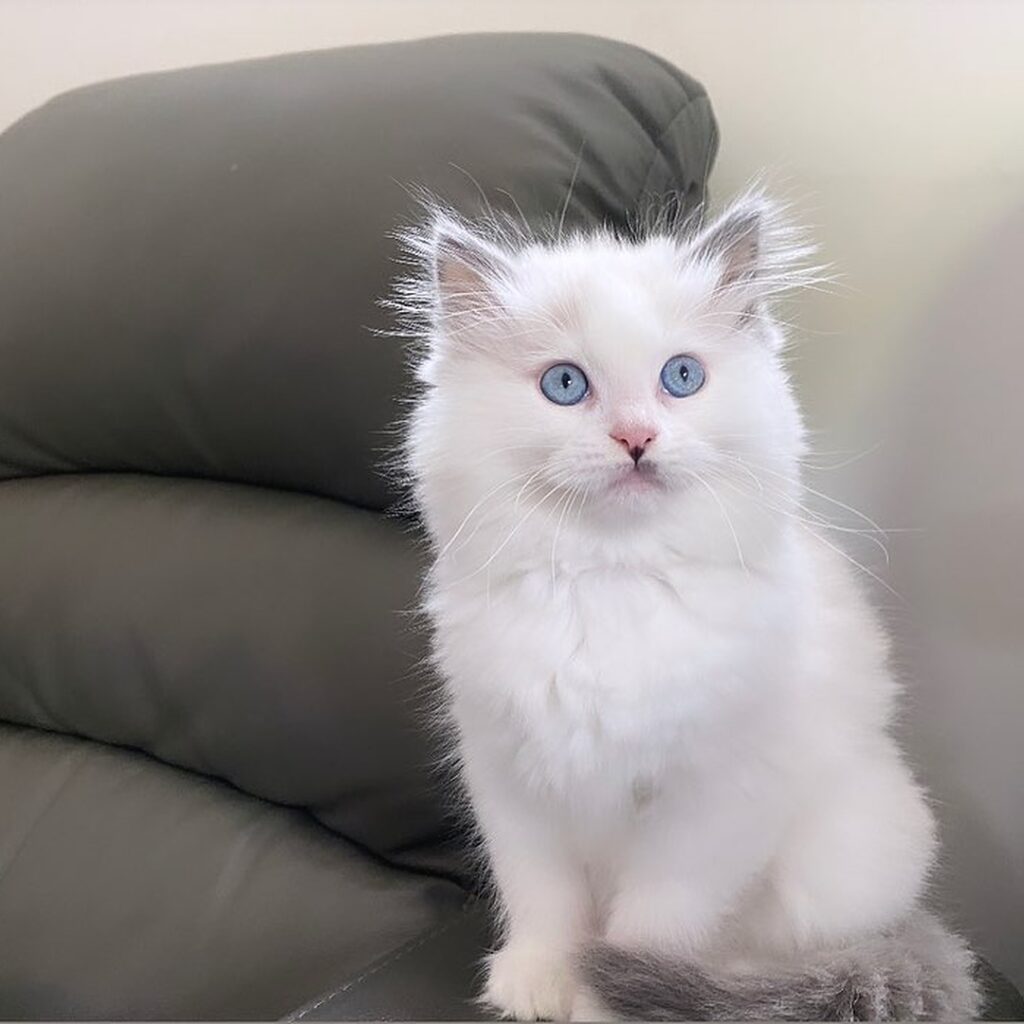 Ragdoll Kitten for Sale Now