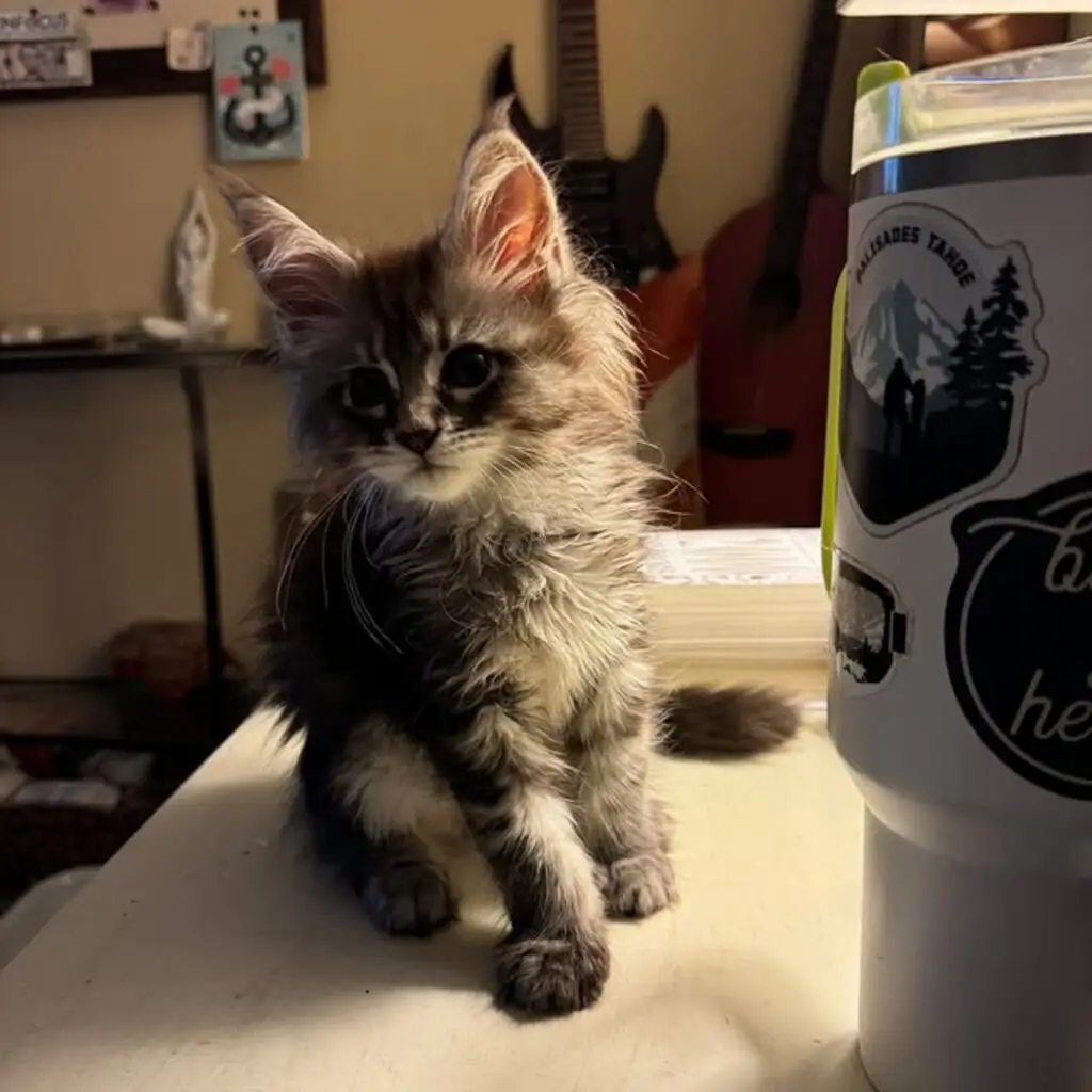 Maine Coon Kitten For adoption
