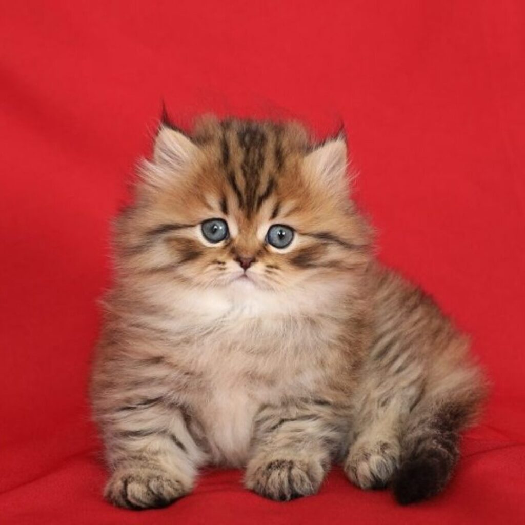 Persian Kitten for Sale Now