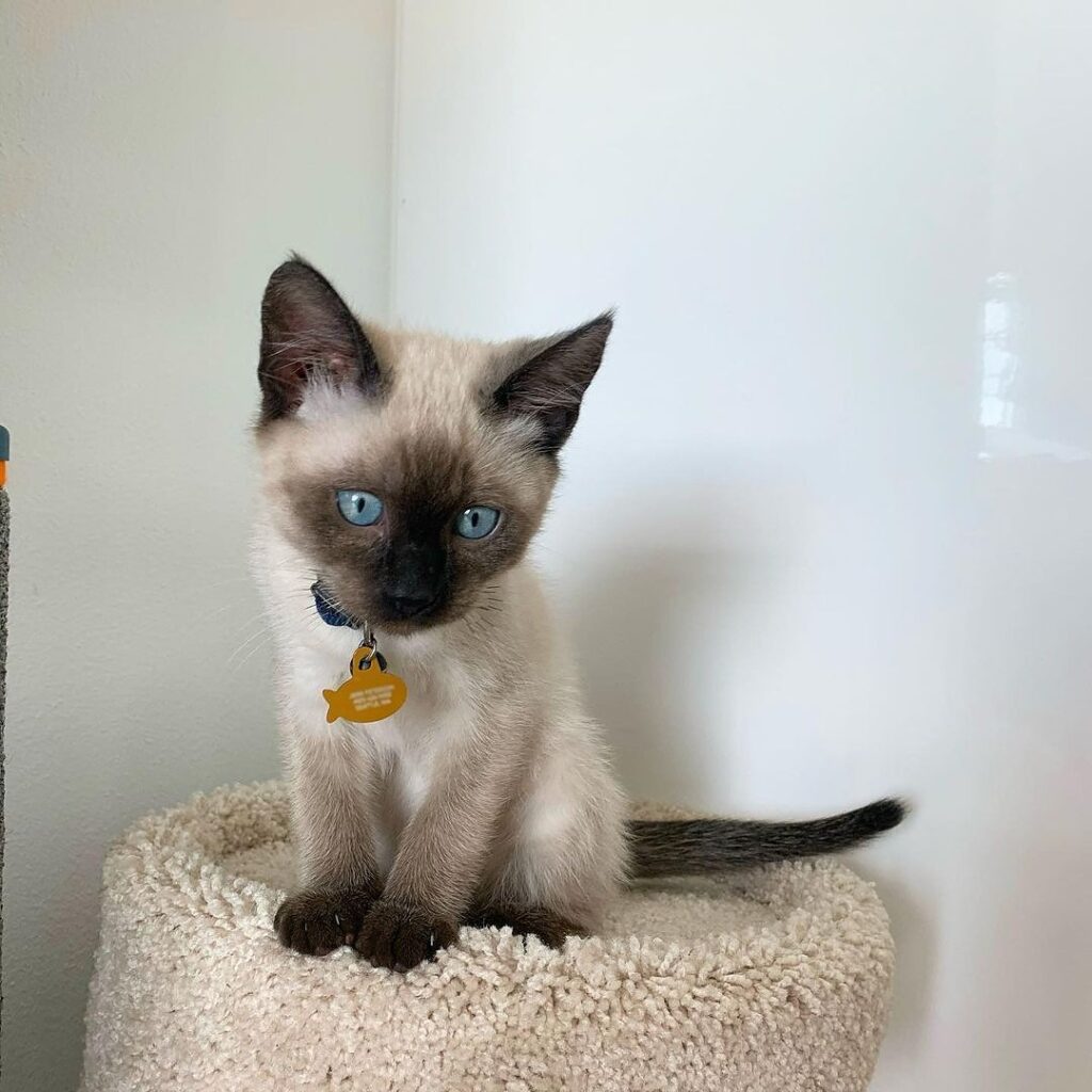 Siamese Kitten for Adoption in USA