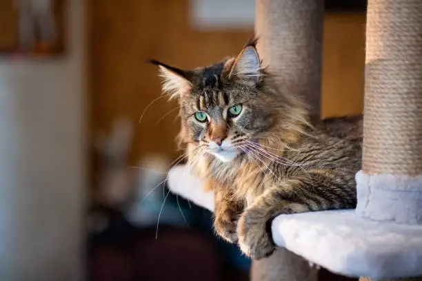 Available Kittens for Adoption​