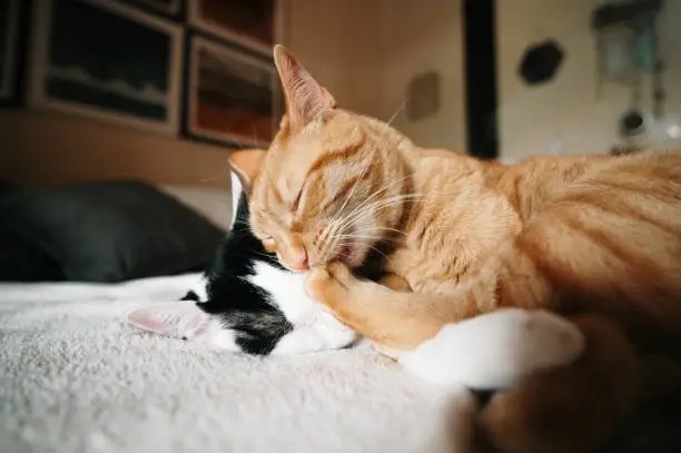 Available Kittens for Adoption​