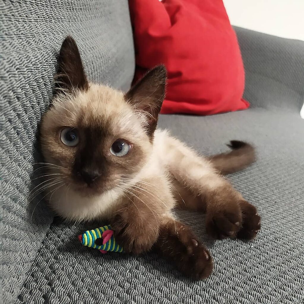 Siamese Kitten for Adoption in USA