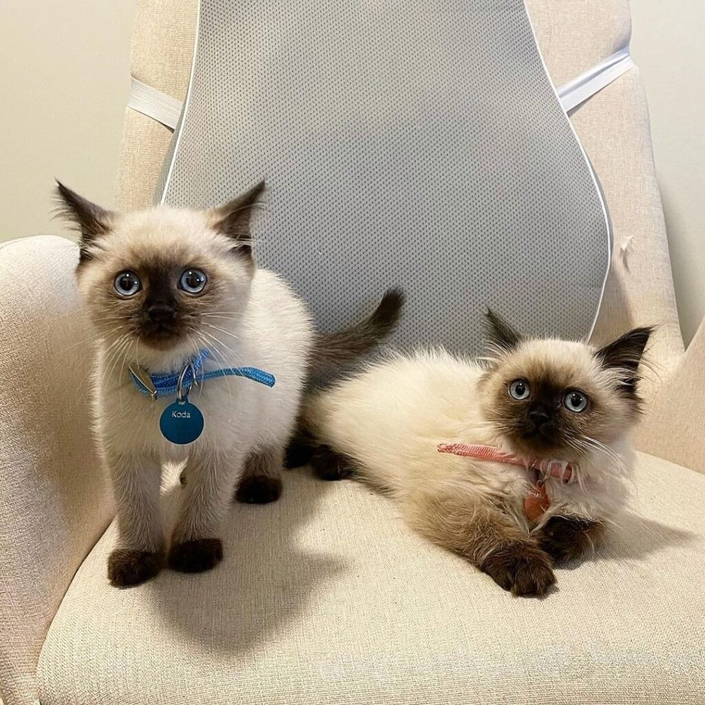 Siamese Kitten for Adoption in USA