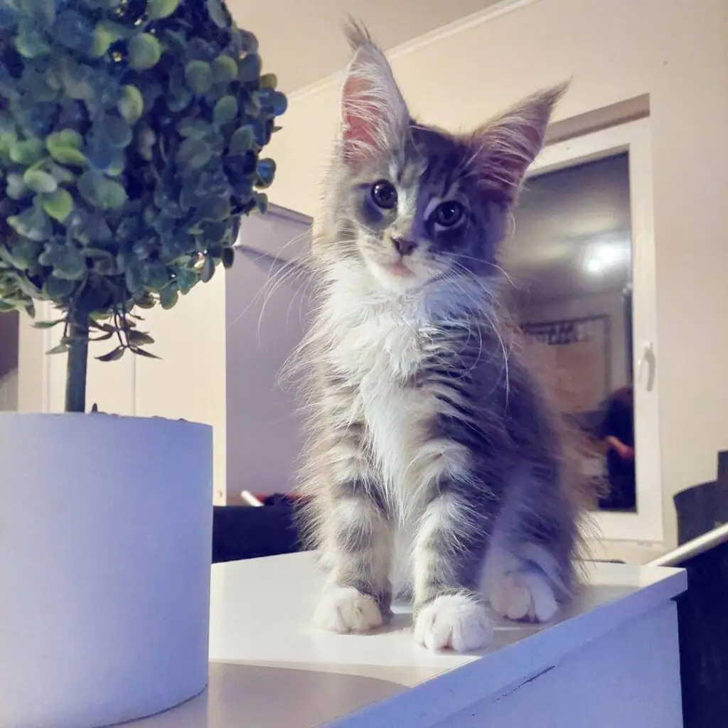 Maine coon kitten for adoption
