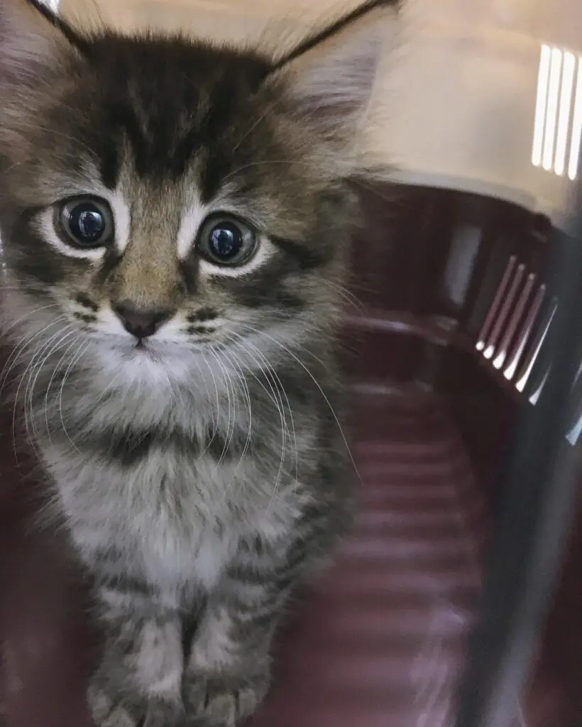 Maine Coon Kitten For Sale