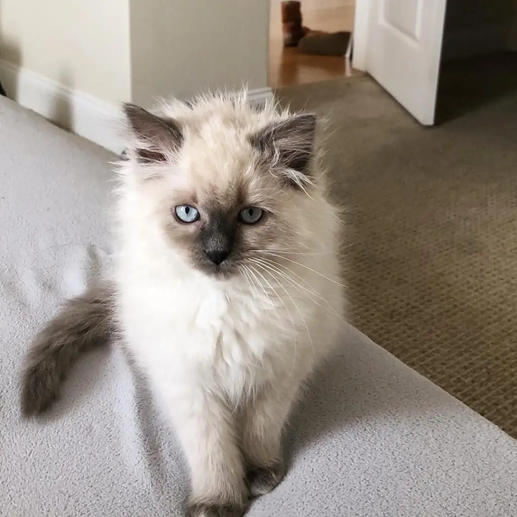 Ragdoll Kitten for Sale Now
