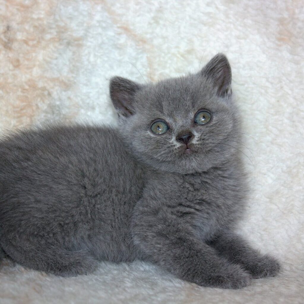 Persian Kitten For Sale Now