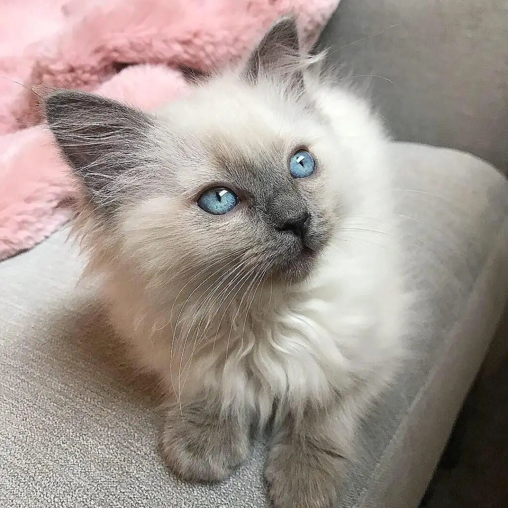 Ragdoll Kitten for Sale Now