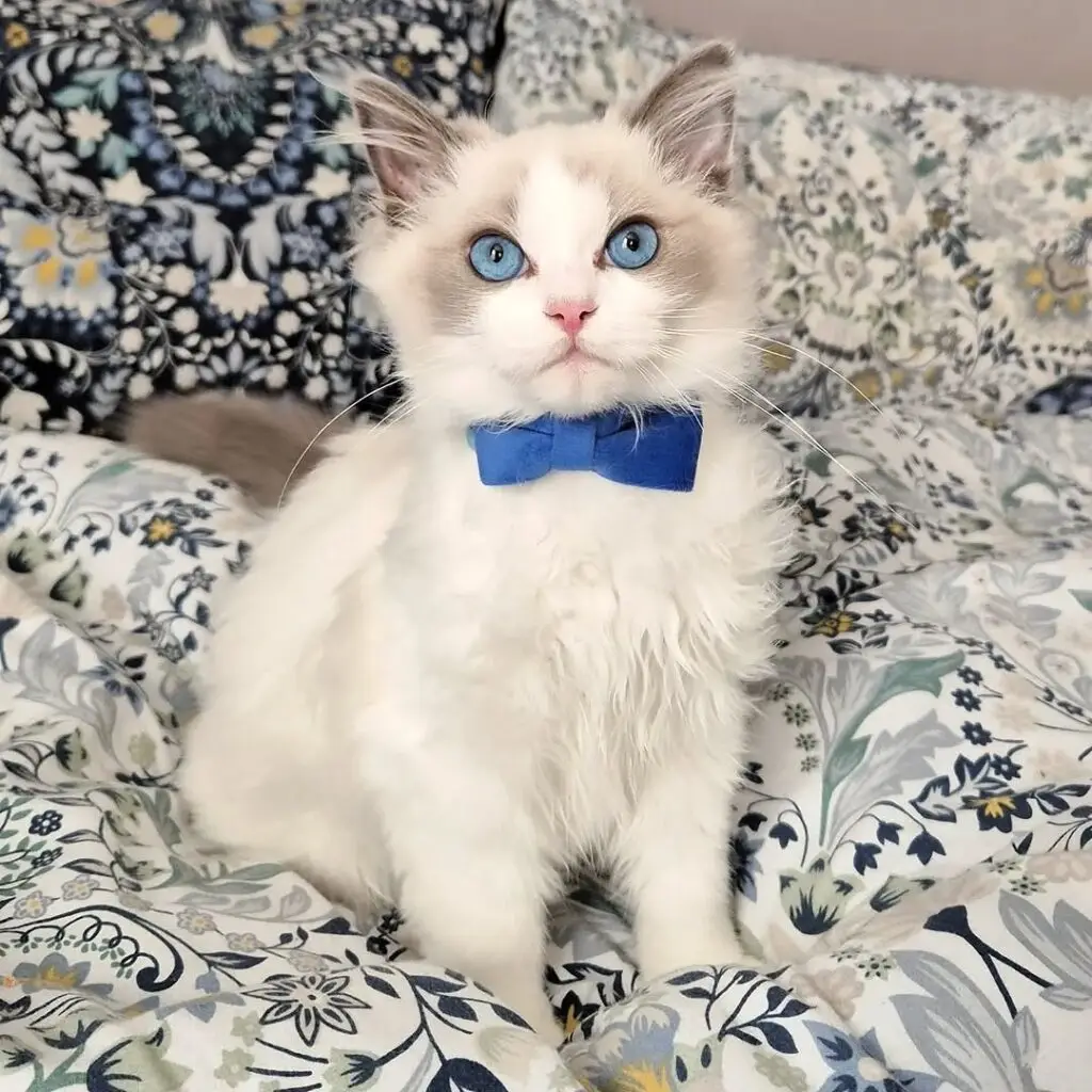 Ragdoll Kitten for Sale Now