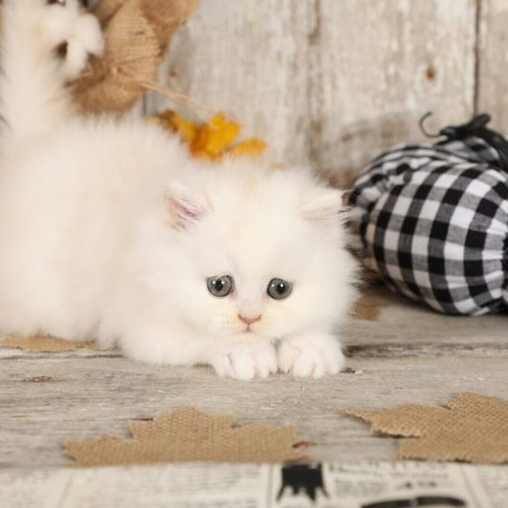 Breed: Persian Gender: Female Age: 12 weeks Status: Available Vaccines: Up to date on all vaccines