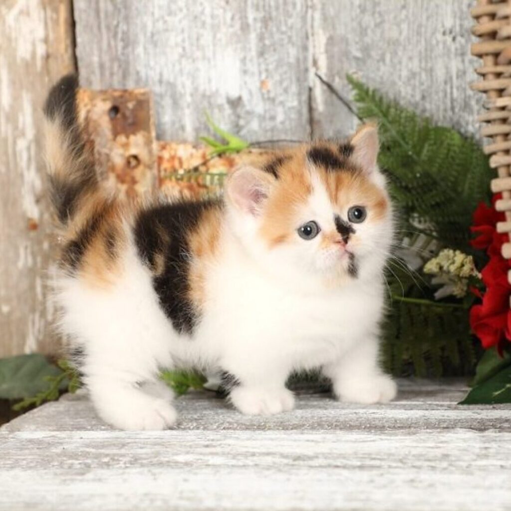 Persian Kitten For Sale Now