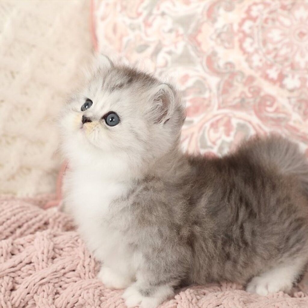 Persian Kitten For Sale Now