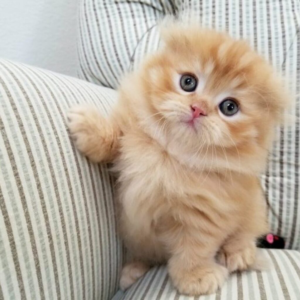 Persian Kitten For Sale Now