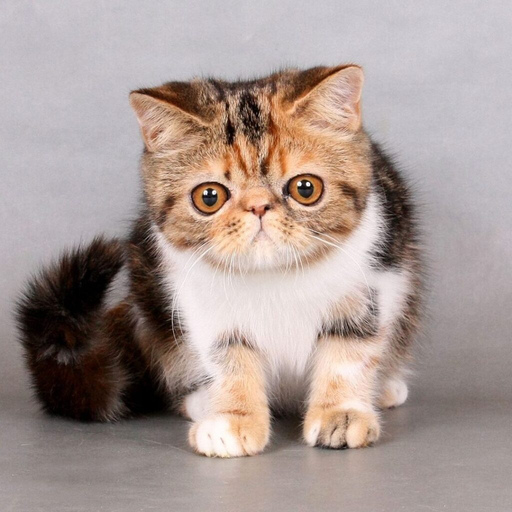 Persian Kitten for Sale Now