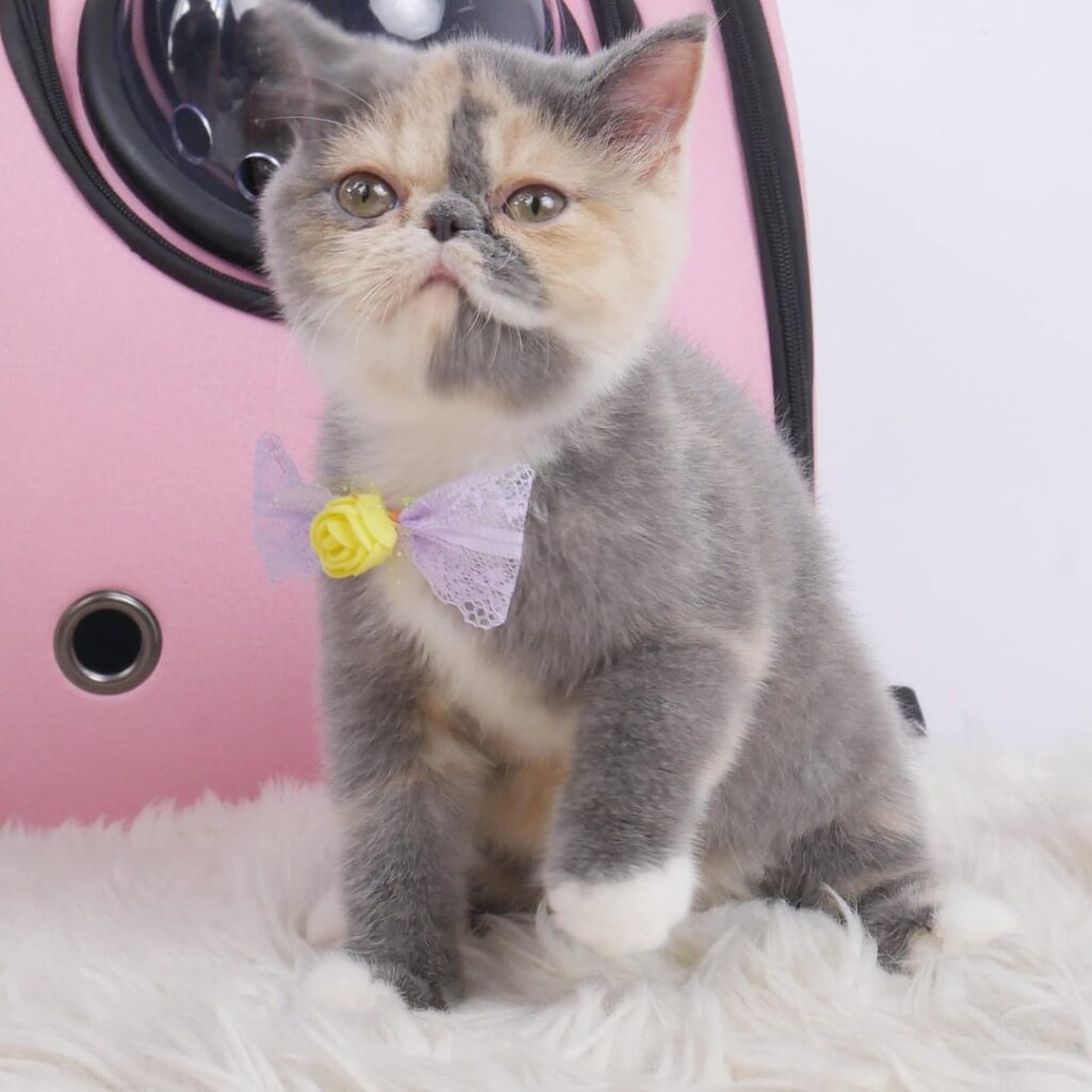 Persian Kitten For Sale Now