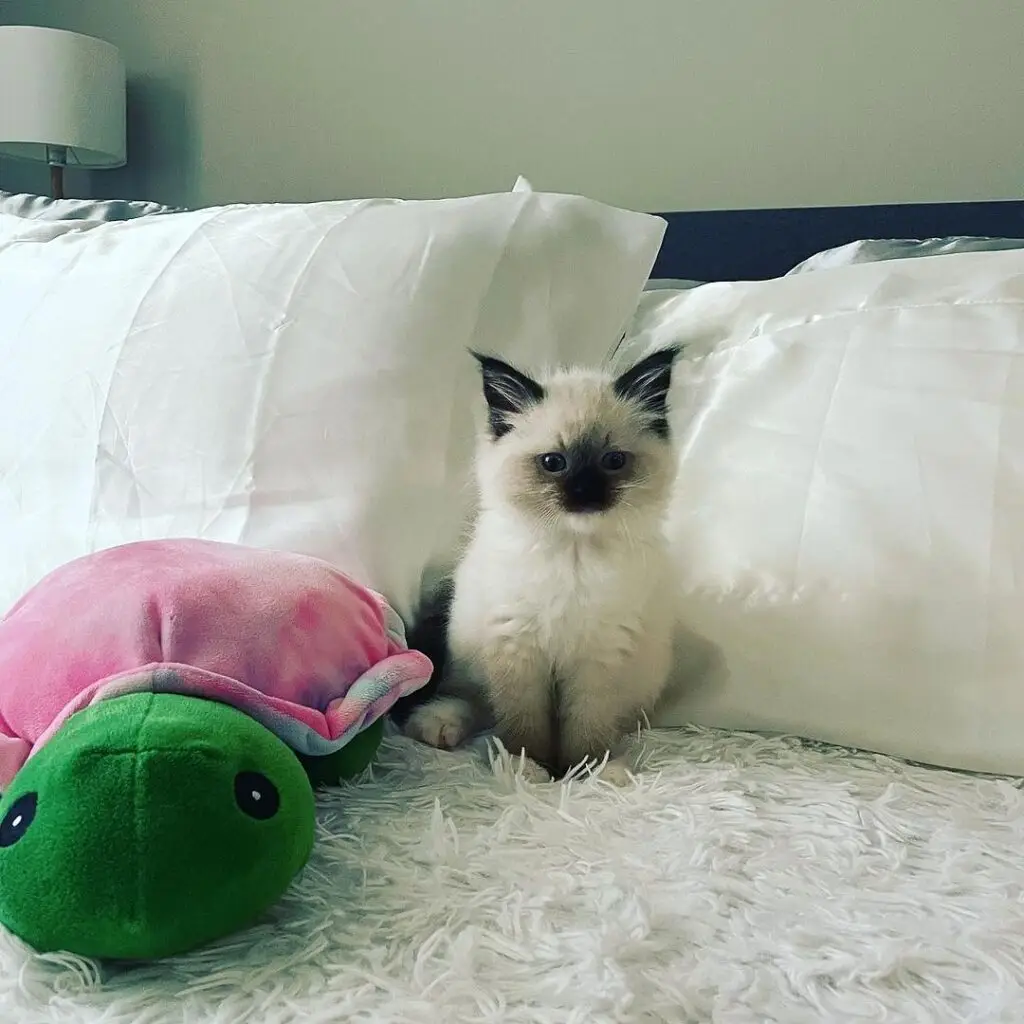 Ragdoll Kitten For Sale Now
