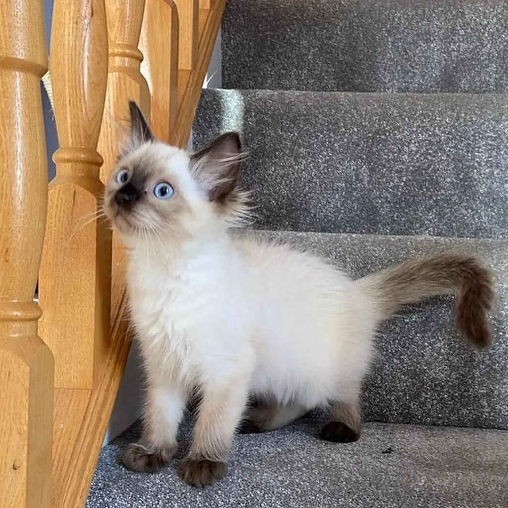 Ragdoll Kitten For Sale Now