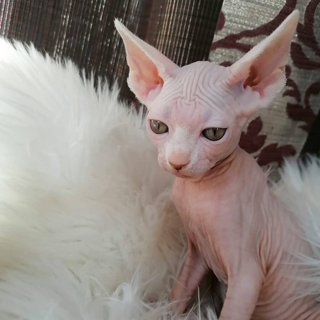 Sphynx kitten near me