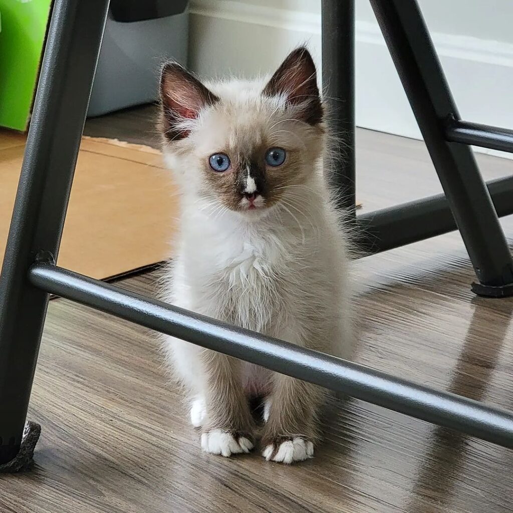 Ragdoll Kitten for Sale Now