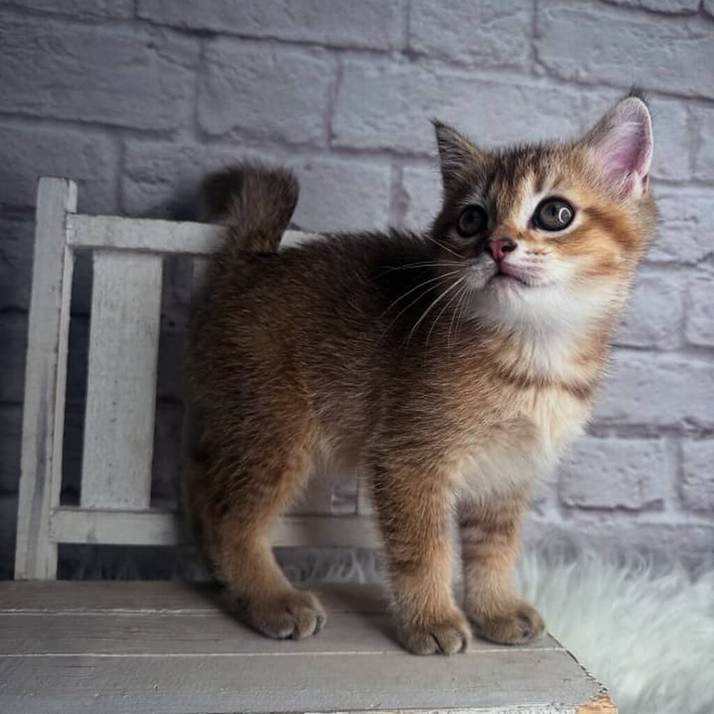 abyssinian-kitten-for-adoption-near-USA