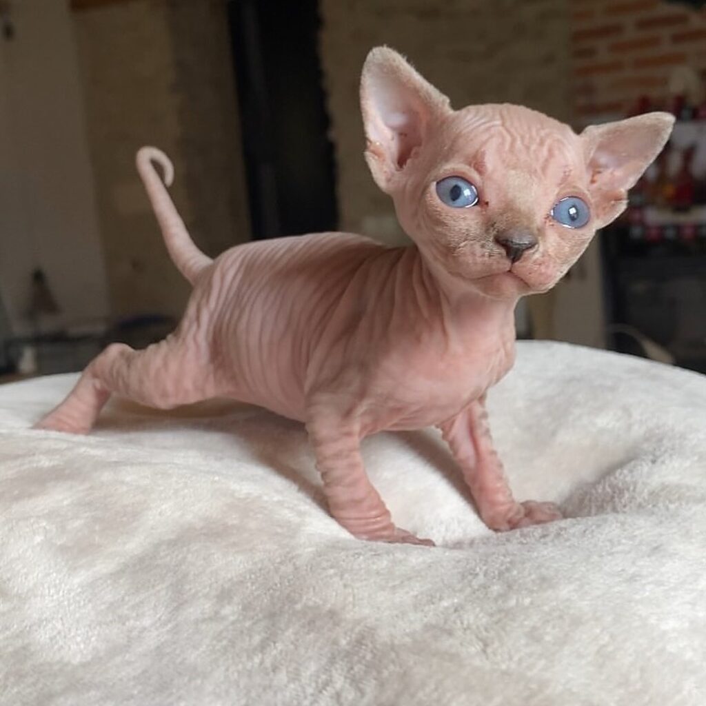 Sphynx Kitten For sale in USA