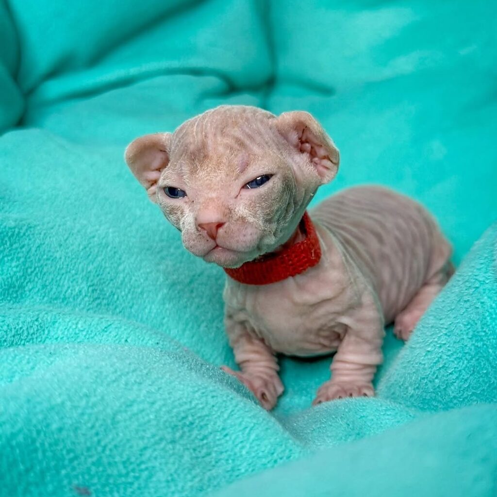 Sphynx kitten near me