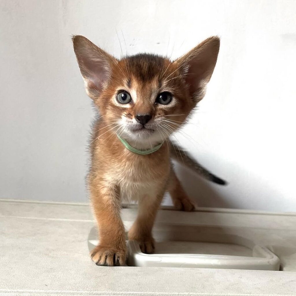 abyssinian-kitten-Ohio