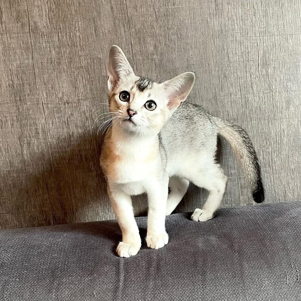 abyssinian-kitten-for-adoption-near-USA