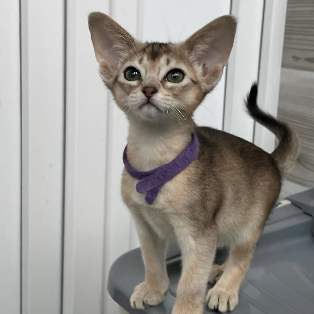 abyssinian-kitten-for-adoption-near-United-States-