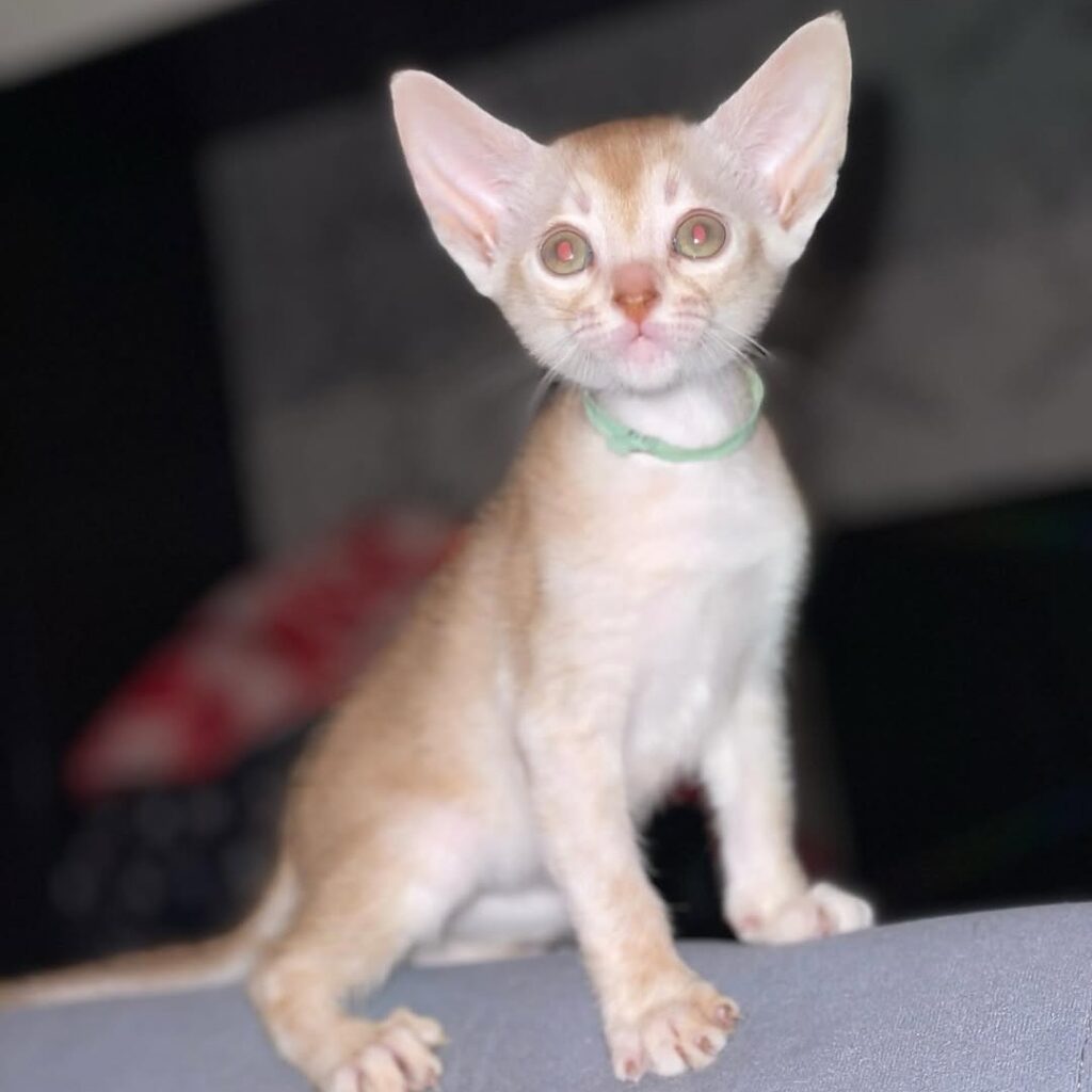 abyssinian-kitten-for-adoption-near-United-States-And-Canada