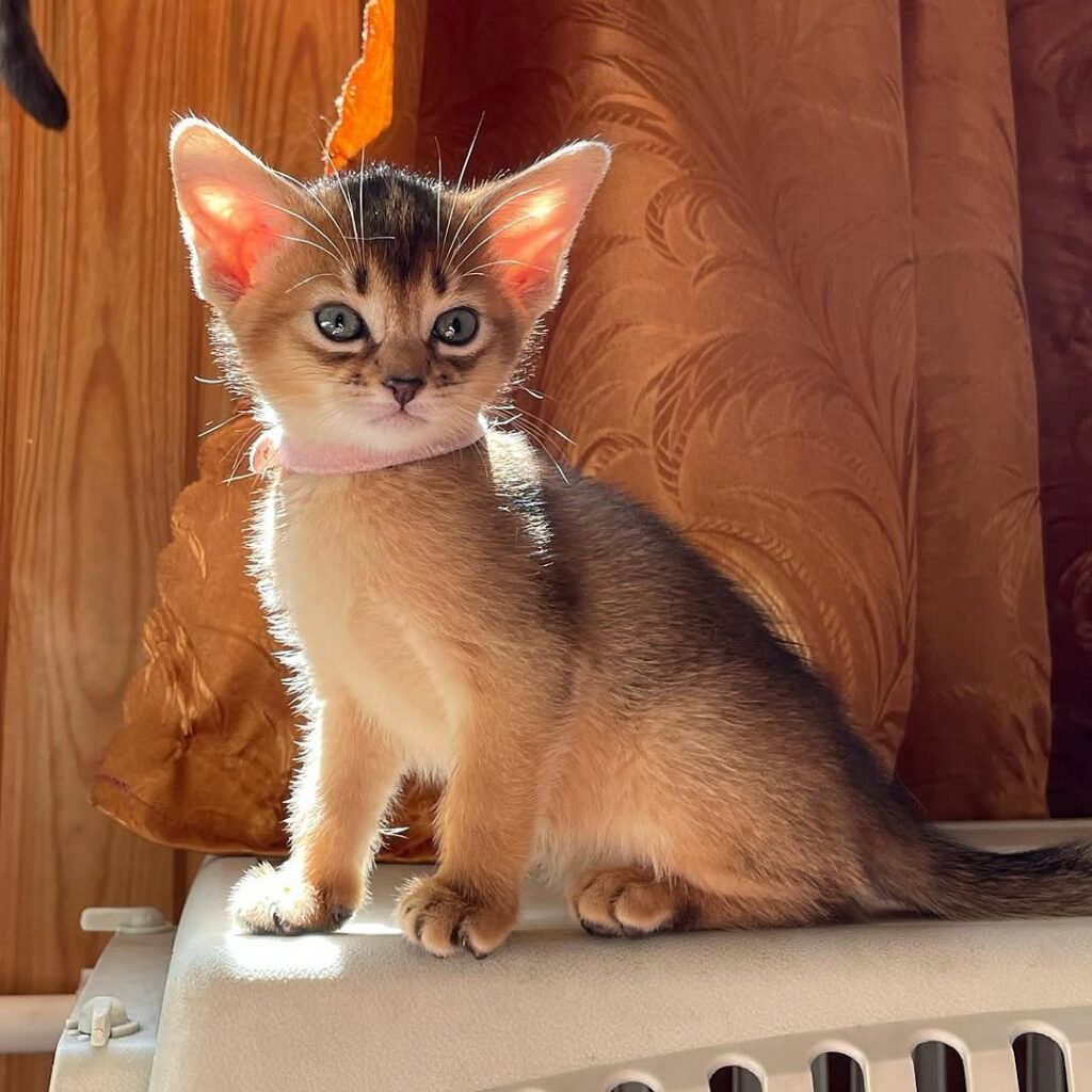 abyssinian-kitten-for-adoption-near-usa