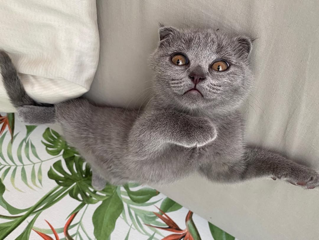 Scottish Fold Kittens Near Me