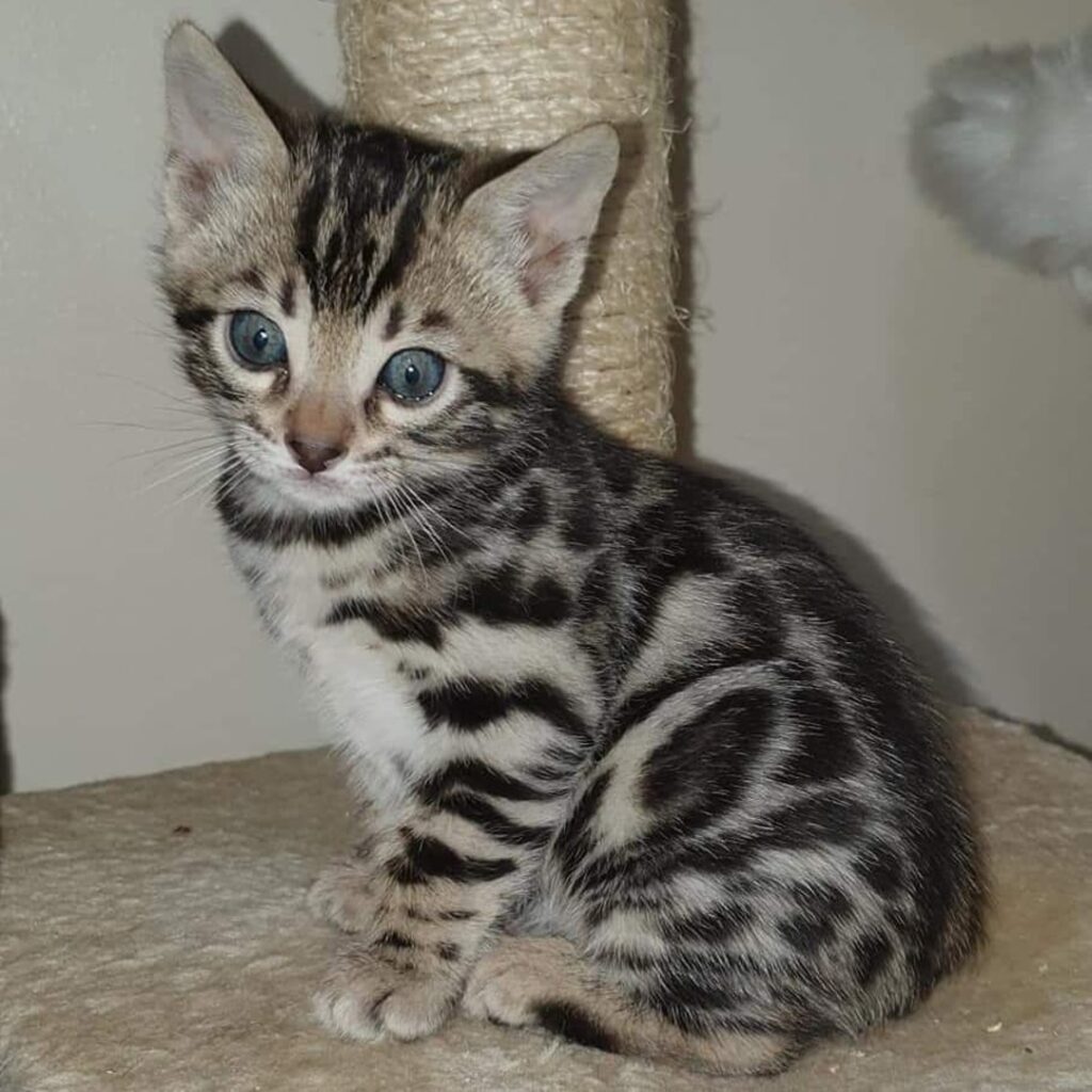 Bengal Kitten for sale Near Me