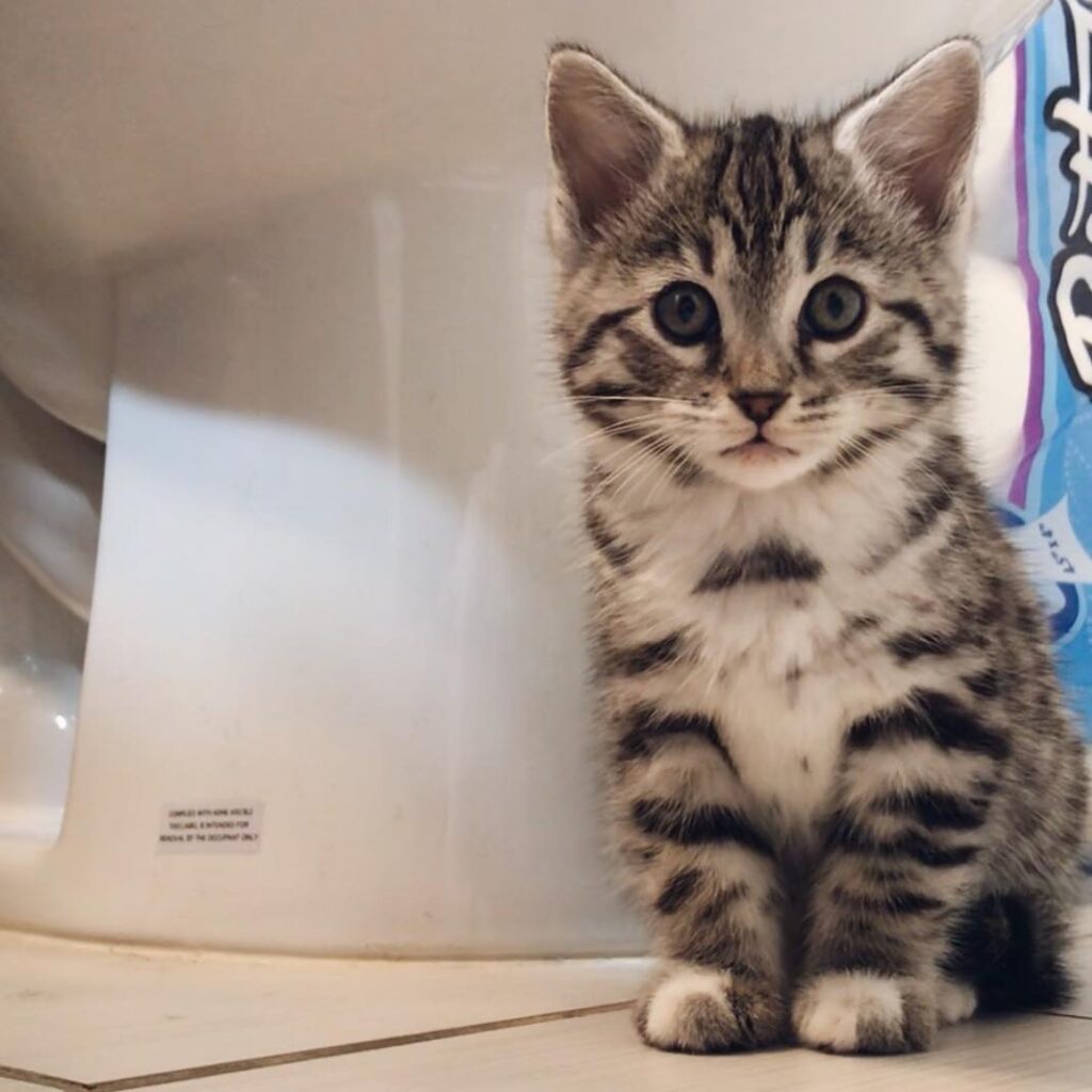 Bengal Kitten for sale Near Me