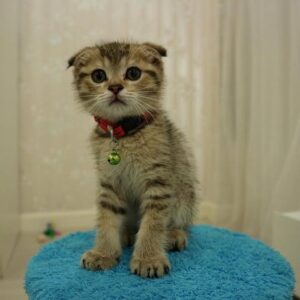 Scottish Fold Kittens Near Me