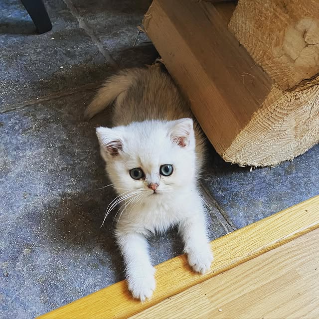 Scottish Fold Kitten for sale