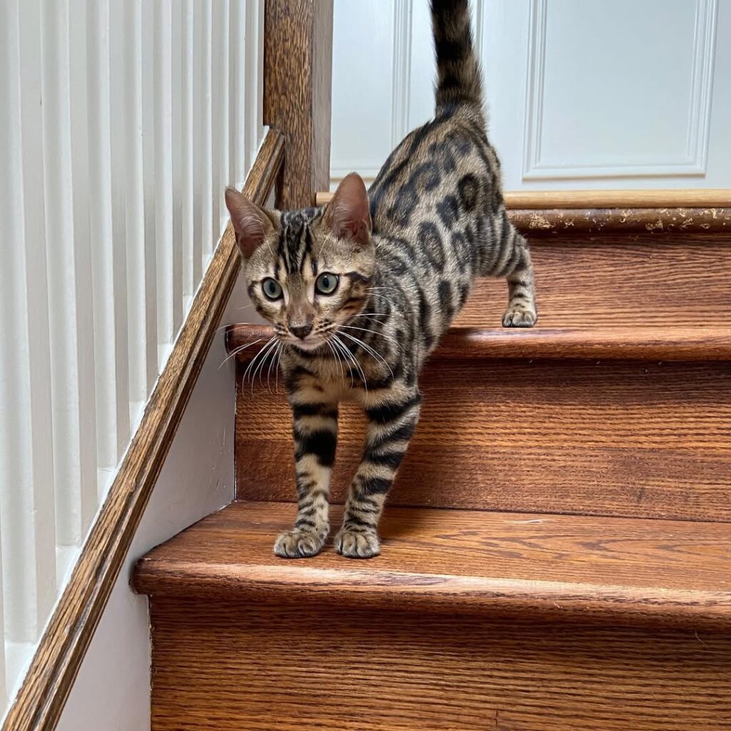 Bengal Kitten for sale Near Me