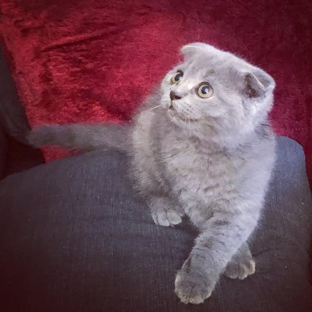 Scottish Fold Kittens Near Me