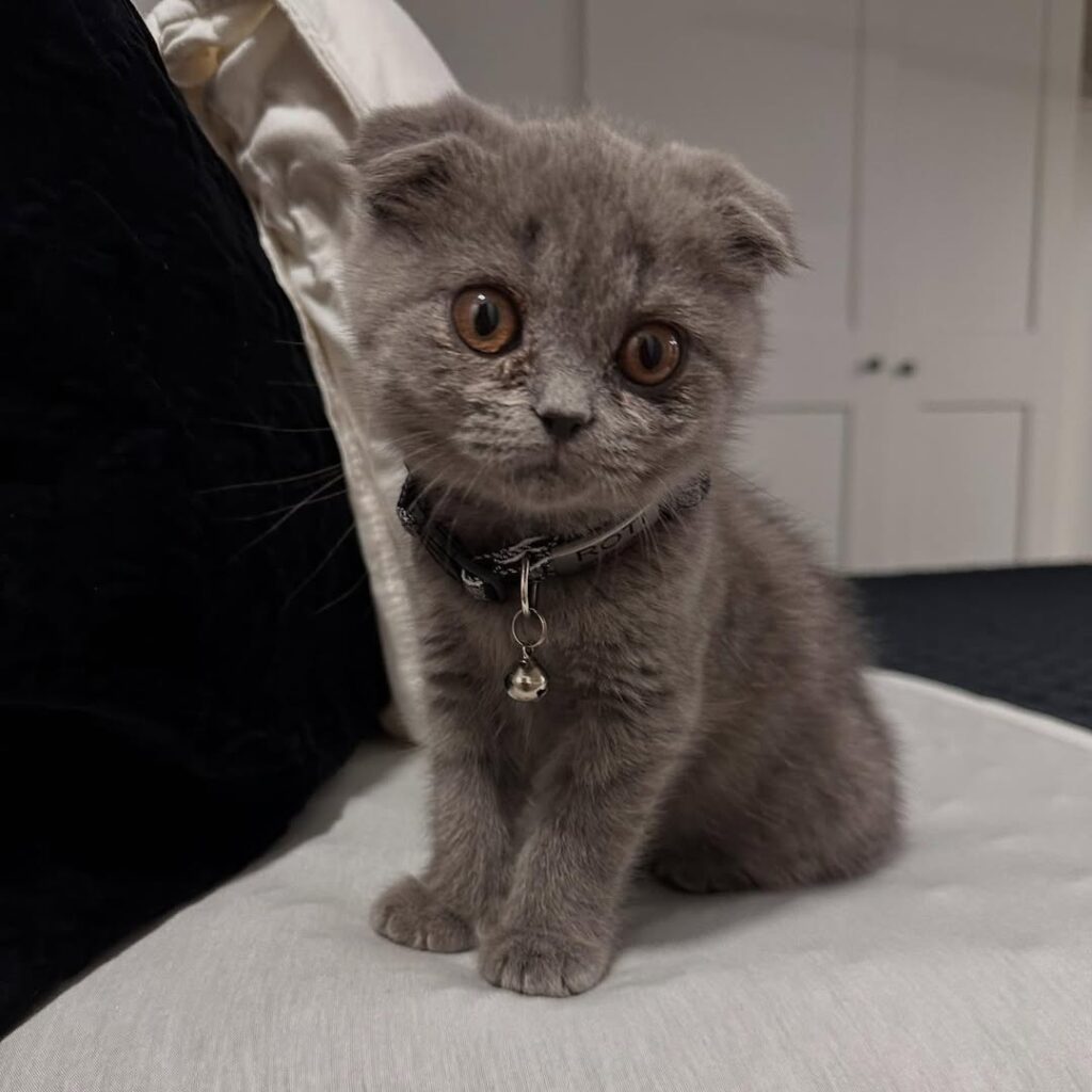 Scottish Fold Kittens Near Me