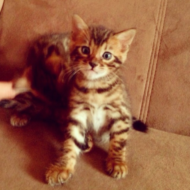 Bengal Kitten for sale Near Me