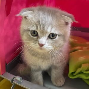 Scottish Fold Kittens Near Me