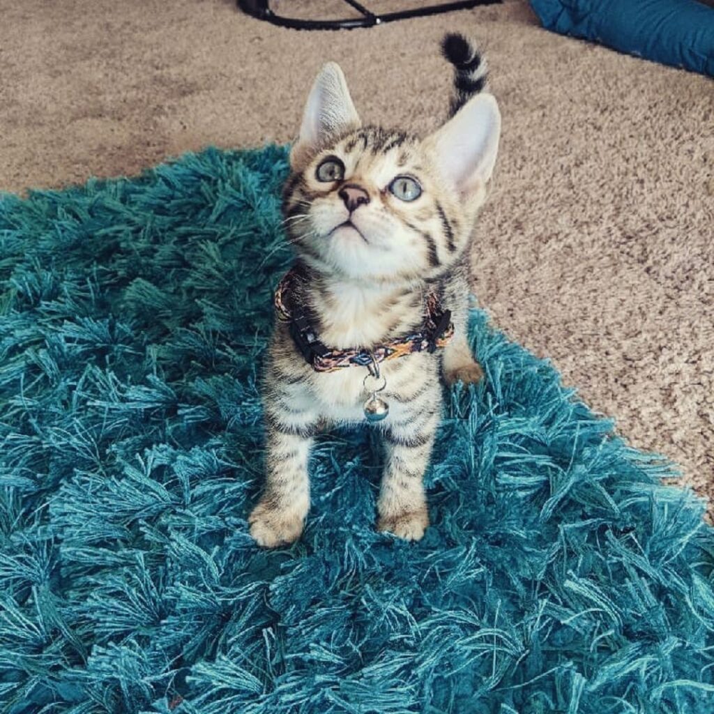 Bengal Kitten for sale Near Me
