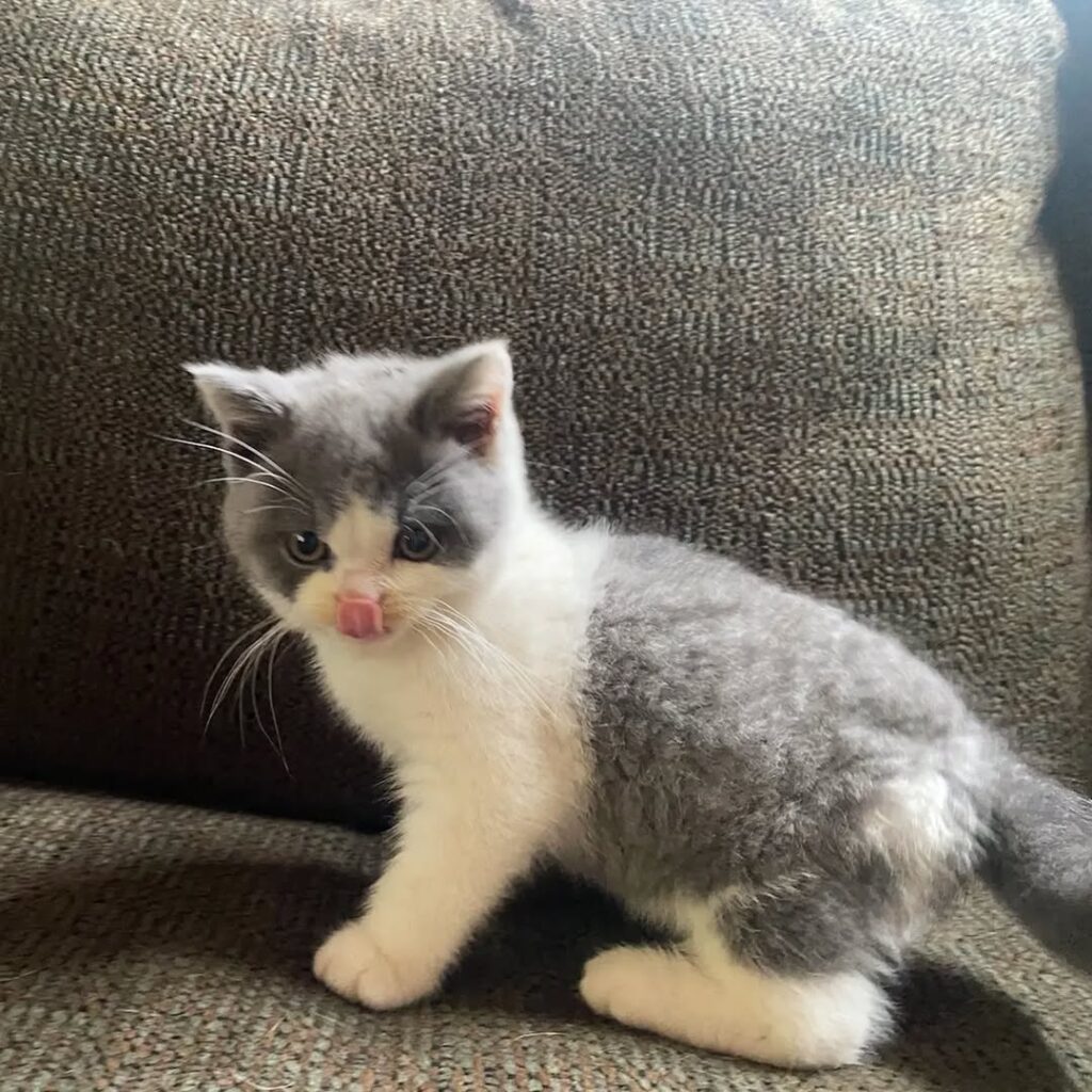 Munchkin Kittens for sale Near Me