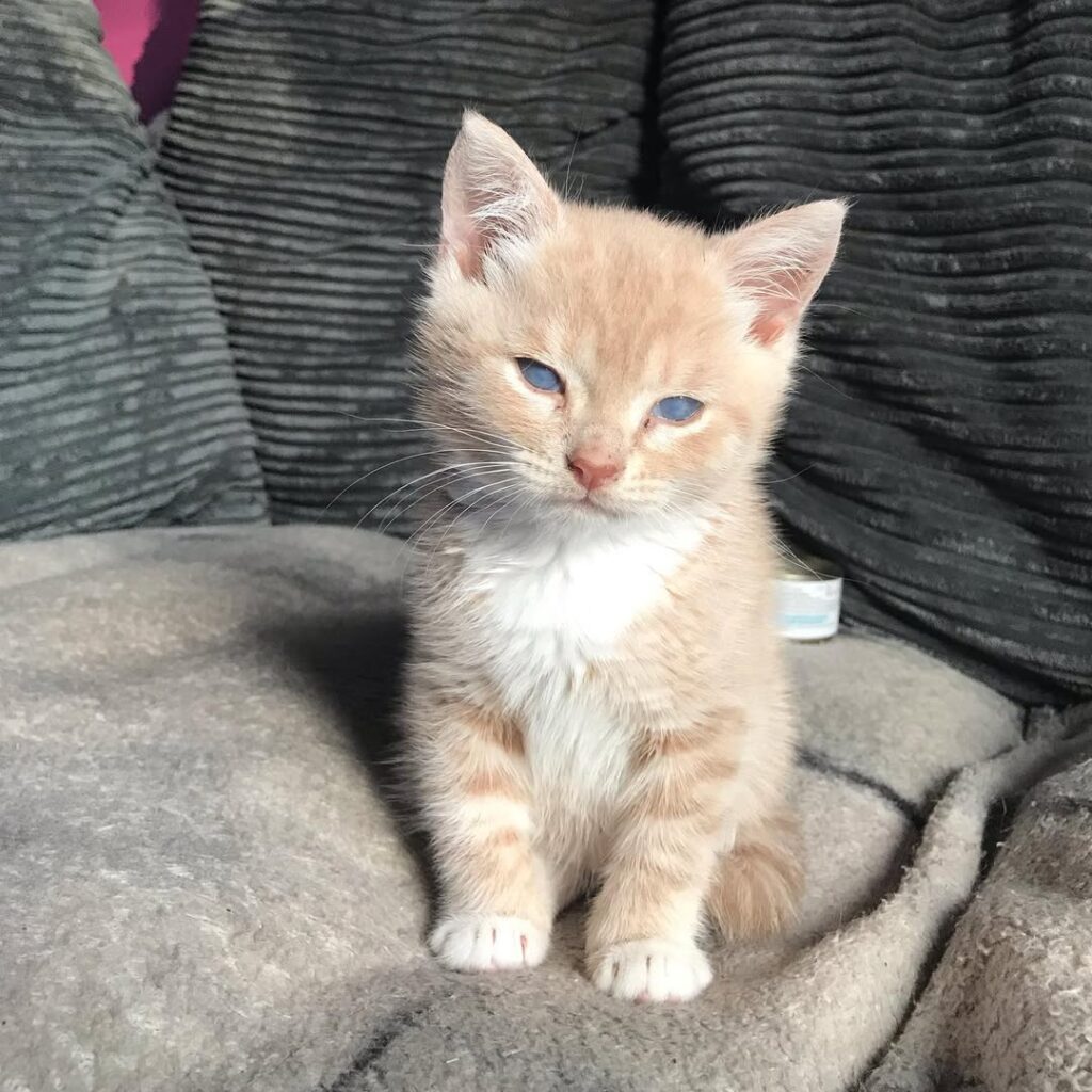 Munchkin Kittens for sale Near Me